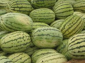 信阳吃瓜公司地址,探寻美食之源，揭秘瓜果传奇