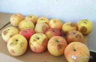 吃瓜呕吐恶心晕,呕吐、恶心、晕眩的警示录