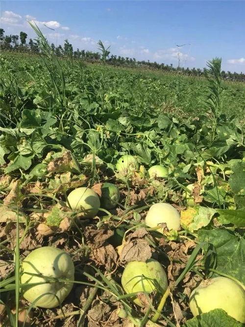 最新吃瓜地址,探寻娱乐圈最新八卦风云