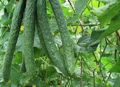 吃梨瓜好处,润肺生津，健康生活必备佳果