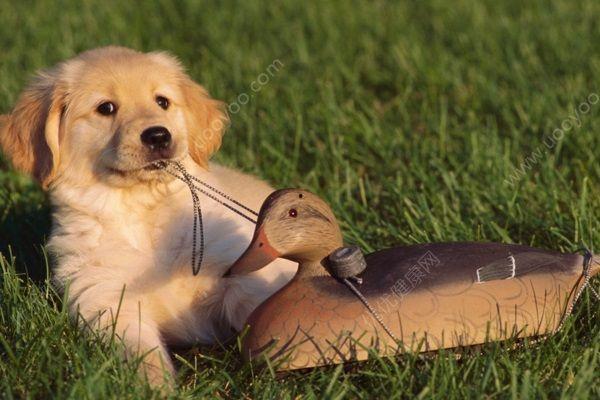 狗吃蓝瓜好吗怎么吃,狗狗如何安全享用蓝瓜美味