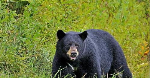 南京黑熊驿站吃瓜,揭秘网红驿站背后的吃瓜故事
