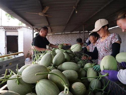 瓜应该去哪吃,瓜应该去哪吃的美食之旅