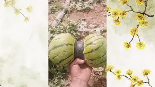 双胞瓜可以吃不,大自然的奇妙馈赠，美味与营养并存
