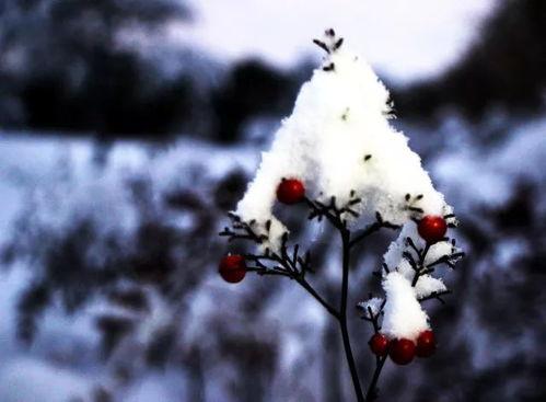 吃瓜雪现场,一场全民狂欢的冰雪盛宴
