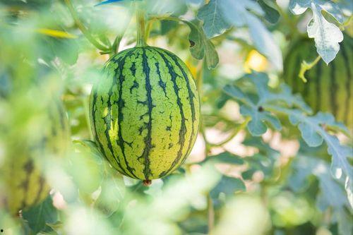 吃瓜地址大全,一网打尽娱乐圈最新动态